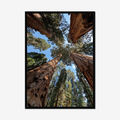 The Wild Perspective
