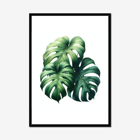 Lush Monstera Trio
